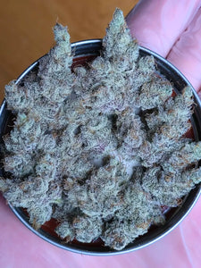 Solfire Gardens Eucalypto Bud 2
