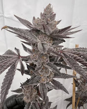 Load image into Gallery viewer, Solfire Gardens Bahama Triangle Limited Edition Jug Life Exclusive 3 pack
