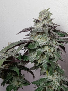 Star Fire Genetics Bapple Fritz London Pound Cake 75 x Apples N Bananas Flower 2
