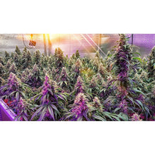 Load image into Gallery viewer, Super Sativa Seed Club Frosty Friday 12 Regulars Flower 3
