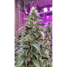 Load image into Gallery viewer, Super Sativa Seed Club Frosty Friday 12 Regulars Flower 4
