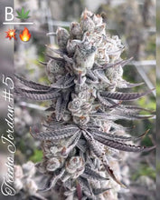 Load image into Gallery viewer, Tricho Jordan 5
