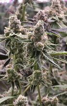Load image into Gallery viewer, Umami Seed Co Cheetah Rita Flower 2
