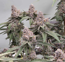 Load image into Gallery viewer, Umami Seed Co Cheetah Rita Flower 3
