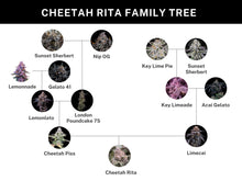 Load image into Gallery viewer, Umami Seed Co Cheetah Rita Lineage
