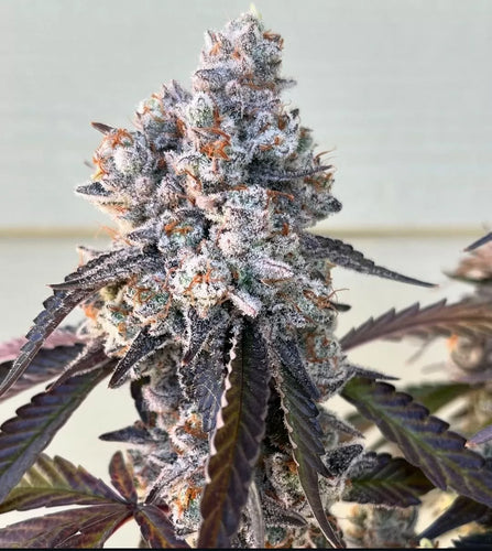 Umami Seed Co Frostade 1