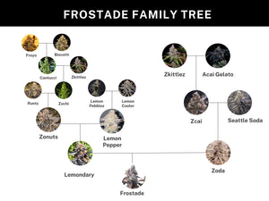 Umami Seed Co Frostade Lineage