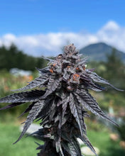 Load image into Gallery viewer, Umami Seed Co Purple Ink Flower 2
