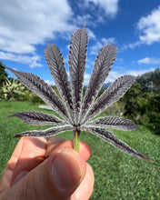 Load image into Gallery viewer, Umami Seed Co Purple Ink Flower Leaf Columbia
