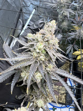Load image into Gallery viewer, Umami Seed Co Purple Juice Pack Flower
