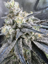 Load image into Gallery viewer, Umami Seed Co Purple Juice Pack Flower 1
