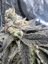 Load image into Gallery viewer, Umami Seed Co Purple Juice Pack Flower 2
