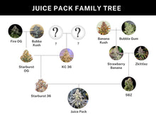 Load image into Gallery viewer, Umami Seed Co Purple Juice Pack Lineage
