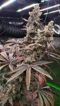 Load image into Gallery viewer, Umami Seed Co Strawzilla Flower
