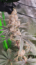 Load image into Gallery viewer, Umami Seed Co Strawzilla Flower 2
