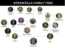 Load image into Gallery viewer, Umami Seed Co Strawzilla Lineage
