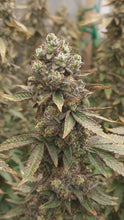 Load and play video in Gallery viewer, Robin Hood Seeds Apple Cup Video Own Grow
