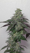 Load and play video in Gallery viewer, Star Fire Genetics Bapple Fritz London Pound Cake 75 x Apples N Bananas Flower Video 3
