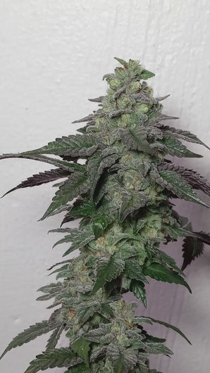 Star Fire Genetics Bapple Fritz London Pound Cake 75 x Apples N Bananas Flower Video 3
