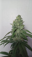 Load and play video in Gallery viewer, Star Fire Genetics Bapple Fritz London Pound Cake 75 x Apples N Bananas Flower Video 2
