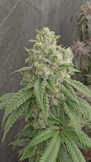 Star Fire Genetics Bapple Fritz London Pound Cake 75 x Apples N Bananas Flower Video 1