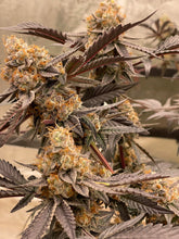 Load image into Gallery viewer, Exotic Genetix Funkfetti Cake Mix x Power Sherb Flower 1
