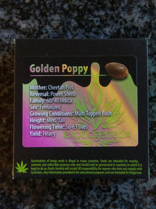 Exotic Genetix Golden Poppy Cheetah Piss x Power Sherb 6 Fems