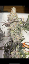 Load image into Gallery viewer, Exotic Genetix Goudaberry Rainbow Chip x Red Pop Regulars Flower 1
