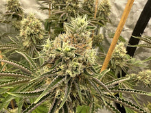 Load image into Gallery viewer, Exotic Genetix Sherb N Sour Sour Power x Power Sherb Flower 1
