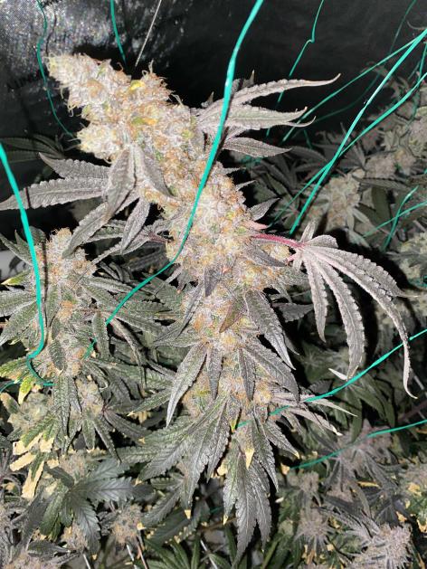 Exotic Genetix Sherbadelic Sunset Runtz x Power Sherb Flower 1