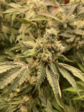 Load image into Gallery viewer, Exotic Genetix Sweet Spot Jigglers x Power Sherb Flower 1
