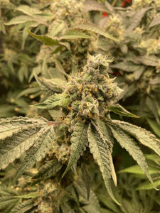 Exotic Genetix Sweet Spot Jigglers x Power Sherb Flower 1