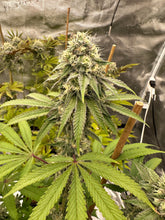 Load image into Gallery viewer, Exotic Genetix Yaaass Betch Cheesecake x Power Sherb Flower 1
