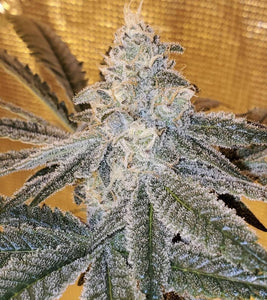 Fresh Coast Seed Co. 11 Regs White Truffle Cheese GBF2 WTC x Secret Cheese 8 9 Weeks Flower 1