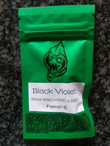 Robin Hood Seeds Black Violet 3 Feminised Seeds Half Pack