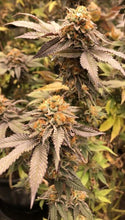 Load image into Gallery viewer, Robin Hood Seeds GRC X BBC S1 Flower
