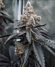 Load image into Gallery viewer, Robin Hood Seeds Wildberry Sherbet 5 Fems Flower 2
