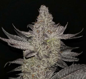 Robin Hood Seeds Violet Lakes Flower 1 5 Fem Pack