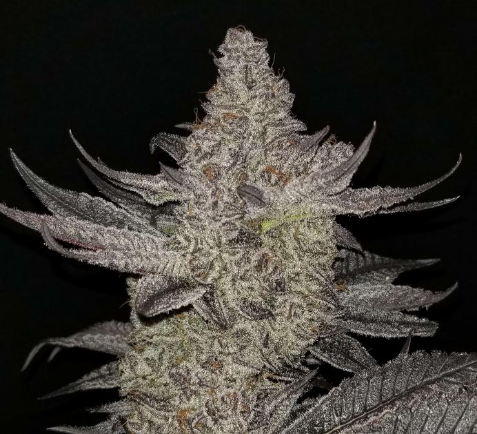 Robin Hood Seeds Violet Lakes Flower 1 5 Fem Pack