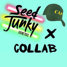 Load image into Gallery viewer, Seed Junky Capulator Collab 10 Fems Cap Junky S1 Alien Cookies x Kush Mints 11 8-9 Weeks Flower
