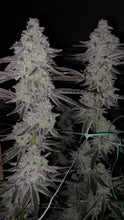Load image into Gallery viewer, Seed Junky Capulator Collab 10 Fems Cap Junky S1 Alien Cookies x Kush Mints #11 8-9 Weeks Flower
