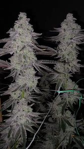 Seed Junky Capulator Collab 10 Fems Cap Junky S1 Alien Cookies x Kush Mints #11 8-9 Weeks Flower