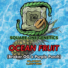 Load image into Gallery viewer, Square 1 Genetics Ocean Fruit Flower 10 Fem Pack Logo
