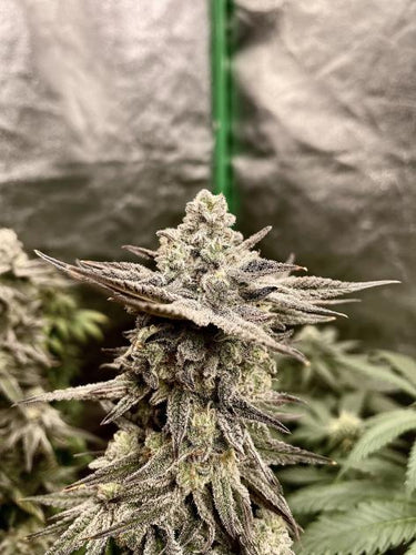 Square 1 Genetics Ocean Fruit Flower 2