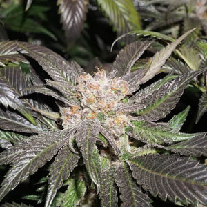 Super Sativa Seed Club Lava Freeze 8 Fems Flower 1