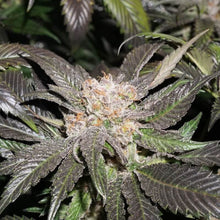 Load image into Gallery viewer, Super Sativa Seed Club Lava Freeze 8 Fems Flower 1
