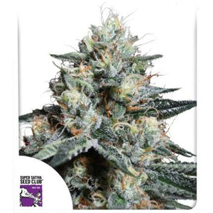 Super Sativa Seed Club Lava Freeze 8 Fems Flower 2