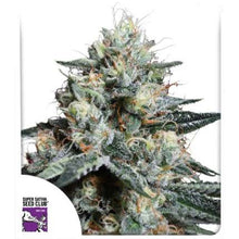 Load image into Gallery viewer, Super Sativa Seed Club Lava Freeze 8 Fems Flower 2
