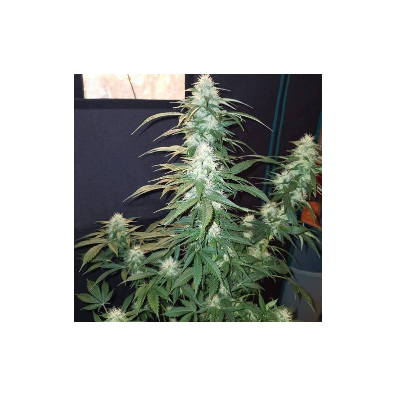 Super Sativa Seed Club Lava Freeze 8 Fems Flower 3